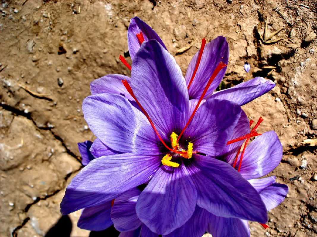 Saffronnoora